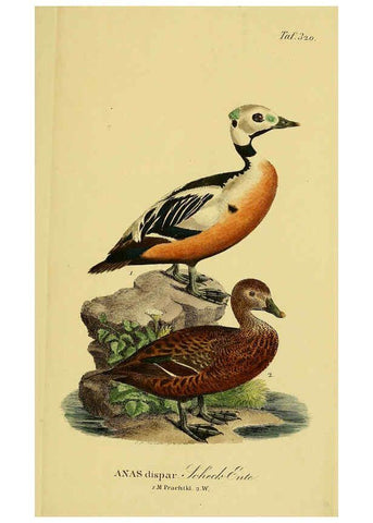Reproducción/Reproduction 6059479546: Johann Andreas Naumann's ... Naturgeschichte der Vögel Deutschlands, nach einigen Erfahrungen entworfen. 13.T.Plates Leipzig :G. Fleischer,1820-1860