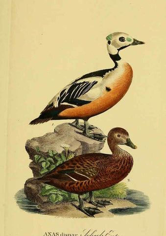 Reproducción/Reproduction 6059479546: Johann Andreas Naumann's ... Naturgeschichte der Vögel Deutschlands, nach einigen Erfahrungen entworfen. 13.T.Plates Leipzig :G. Fleischer,1820-1860