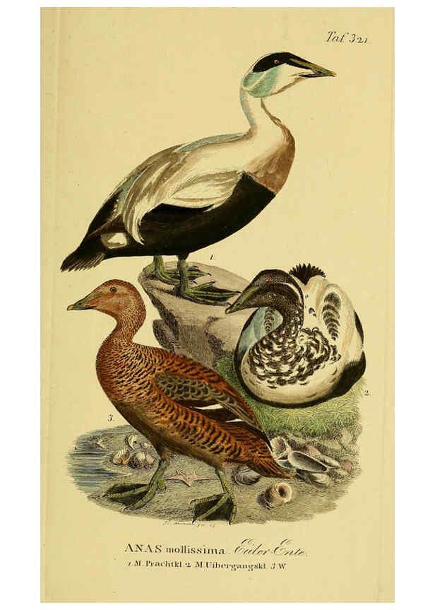 Reproducción/Reproduction 6058932413: Johann Andreas Naumann's ... Naturgeschichte der Vögel Deutschlands, nach einigen Erfahrungen entworfen. 13.T.Plates Leipzig :G. Fleischer,1820-1860