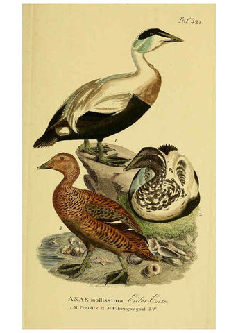 Reproducción/Reproduction 6058932413: Johann Andreas Naumann's ... Naturgeschichte der Vögel Deutschlands, nach einigen Erfahrungen entworfen. 13.T.Plates Leipzig :G. Fleischer,1820-1860