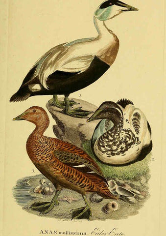 Reproducción/Reproduction 6058932413: Johann Andreas Naumann's ... Naturgeschichte der Vögel Deutschlands, nach einigen Erfahrungen entworfen. 13.T.Plates Leipzig :G. Fleischer,1820-1860