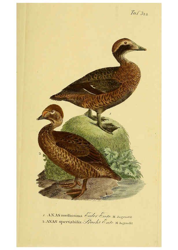 Reproducción/Reproduction 6058932829: Johann Andreas Naumann's ... Naturgeschichte der Vögel Deutschlands, nach einigen Erfahrungen entworfen. 13.T.Plates Leipzig :G. Fleischer,1820-1860