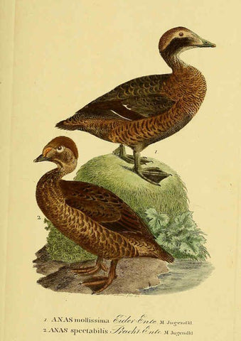 Reproducción/Reproduction 6058932829: Johann Andreas Naumann's ... Naturgeschichte der Vögel Deutschlands, nach einigen Erfahrungen entworfen. 13.T.Plates Leipzig :G. Fleischer,1820-1860