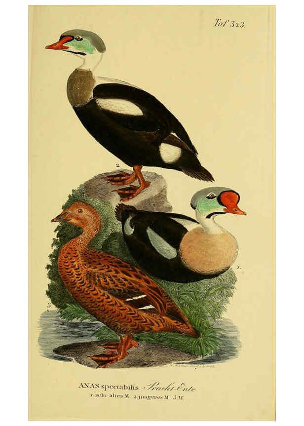 Reproducción/Reproduction 6059480580: Johann Andreas Naumann's ... Naturgeschichte der Vögel Deutschlands, nach einigen Erfahrungen entworfen. 13.T.Plates Leipzig :G. Fleischer,1820-1860