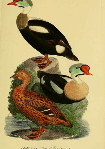 Reproducción/Reproduction 6059480580: Johann Andreas Naumann's ... Naturgeschichte der Vögel Deutschlands, nach einigen Erfahrungen entworfen. 13.T.Plates Leipzig :G. Fleischer,1820-1860