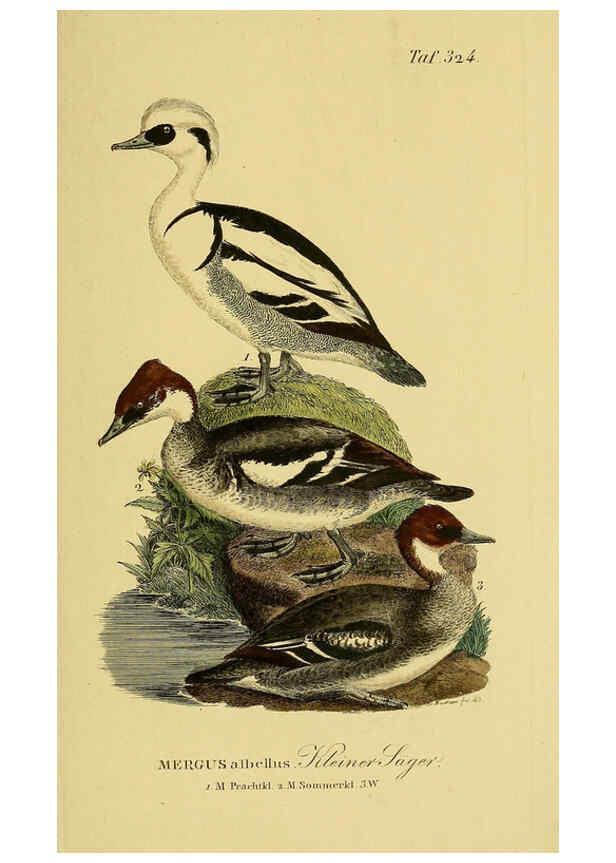 Reproducción/Reproduction 6059480896: Johann Andreas Naumann's ... Naturgeschichte der Vögel Deutschlands, nach einigen Erfahrungen entworfen. 13.T.Plates Leipzig :G. Fleischer,1820-1860