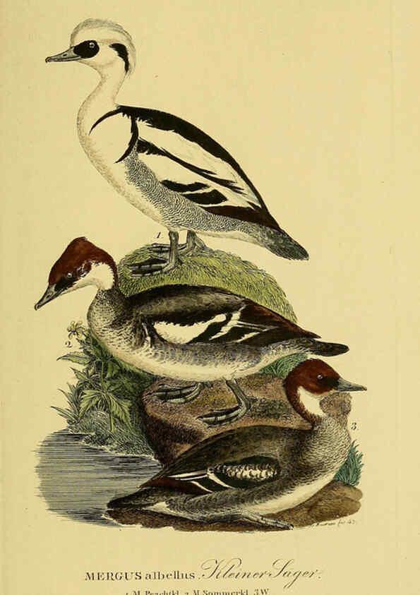 Reproducción/Reproduction 6059480896: Johann Andreas Naumann's ... Naturgeschichte der Vögel Deutschlands, nach einigen Erfahrungen entworfen. 13.T.Plates Leipzig :G. Fleischer,1820-1860