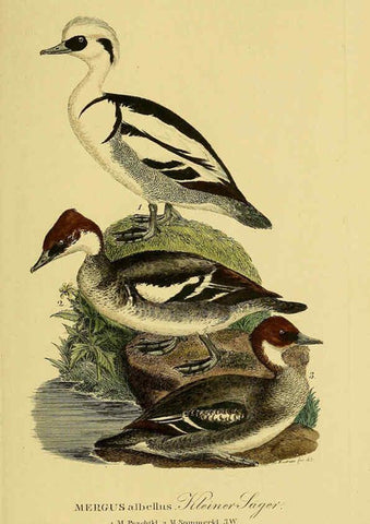 Reproducción/Reproduction 6059480896: Johann Andreas Naumann's ... Naturgeschichte der Vögel Deutschlands, nach einigen Erfahrungen entworfen. 13.T.Plates Leipzig :G. Fleischer,1820-1860