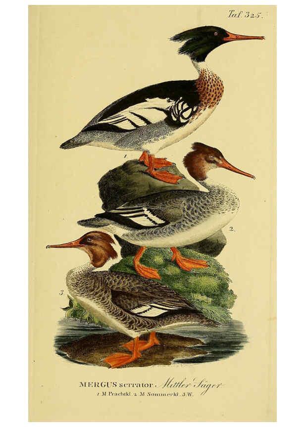 Reproducción/Reproduction 6058933761: Johann Andreas Naumann's ... Naturgeschichte der Vögel Deutschlands, nach einigen Erfahrungen entworfen. 13.T.Plates Leipzig :G. Fleischer,1820-1860