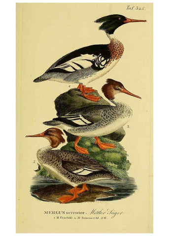 Reproducción/Reproduction 6058933761: Johann Andreas Naumann's ... Naturgeschichte der Vögel Deutschlands, nach einigen Erfahrungen entworfen. 13.T.Plates Leipzig :G. Fleischer,1820-1860