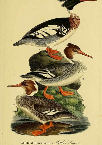 Reproducción/Reproduction 6058933761: Johann Andreas Naumann's ... Naturgeschichte der Vögel Deutschlands, nach einigen Erfahrungen entworfen. 13.T.Plates Leipzig :G. Fleischer,1820-1860