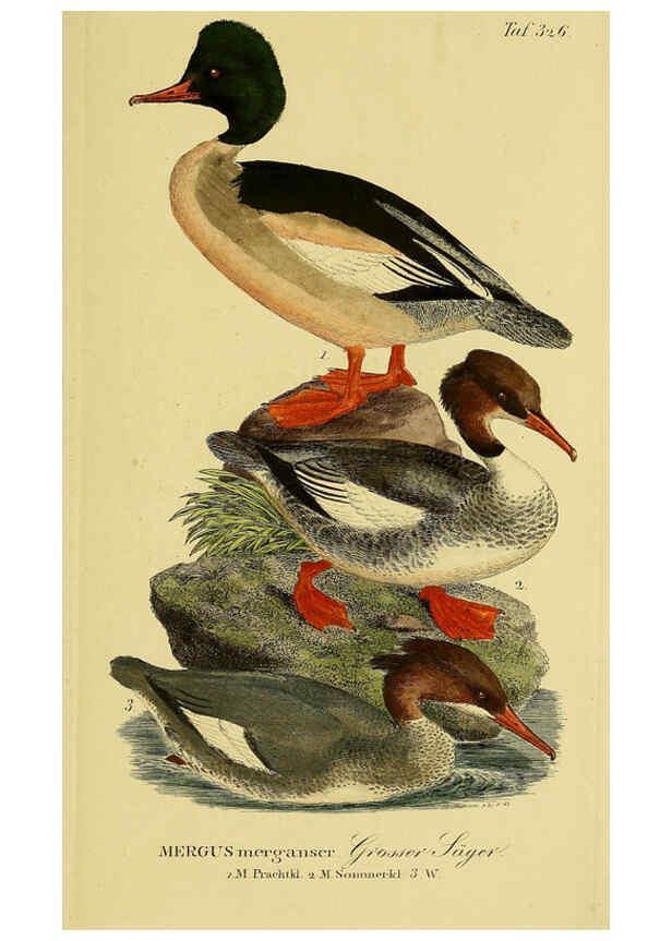 Reproducción/Reproduction 6058933981: Johann Andreas Naumann's ... Naturgeschichte der Vögel Deutschlands, nach einigen Erfahrungen entworfen. 13.T.Plates Leipzig :G. Fleischer,1820-1860