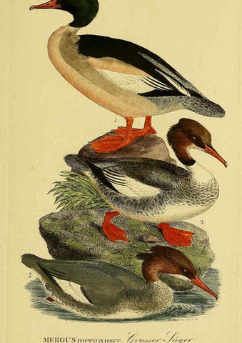 Reproducción/Reproduction 6058933981: Johann Andreas Naumann's ... Naturgeschichte der Vögel Deutschlands, nach einigen Erfahrungen entworfen. 13.T.Plates Leipzig :G. Fleischer,1820-1860