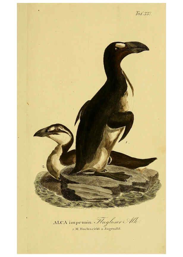 Reproducción/Reproduction 6058937705: Johann Andreas Naumann's ... Naturgeschichte der Vögel Deutschlands, nach einigen Erfahrungen entworfen. 13.T.Plates Leipzig :G. Fleischer,1820-1860