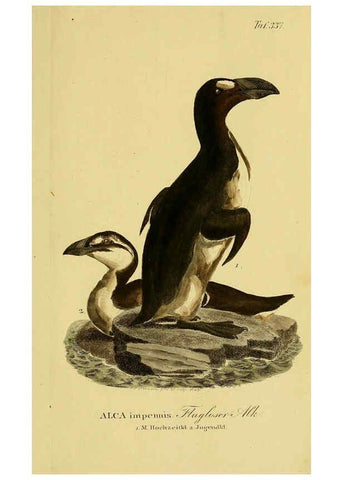 Reproducción/Reproduction 6058937705: Johann Andreas Naumann's ... Naturgeschichte der Vögel Deutschlands, nach einigen Erfahrungen entworfen. 13.T.Plates Leipzig :G. Fleischer,1820-1860