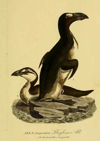 Reproducción/Reproduction 6058937705: Johann Andreas Naumann's ... Naturgeschichte der Vögel Deutschlands, nach einigen Erfahrungen entworfen. 13.T.Plates Leipzig :G. Fleischer,1820-1860