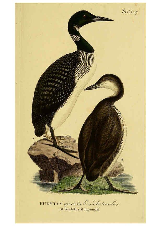 Reproducción/Reproduction 6059481742: Johann Andreas Naumann's ... Naturgeschichte der Vögel Deutschlands, nach einigen Erfahrungen entworfen. 13.T.Plates Leipzig :G. Fleischer,1820-1860
