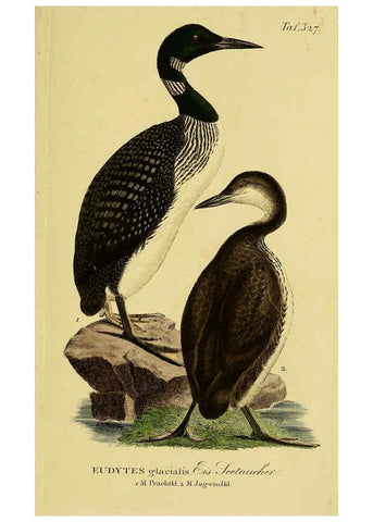 Reproducción/Reproduction 6059481742: Johann Andreas Naumann's ... Naturgeschichte der Vögel Deutschlands, nach einigen Erfahrungen entworfen. 13.T.Plates Leipzig :G. Fleischer,1820-1860