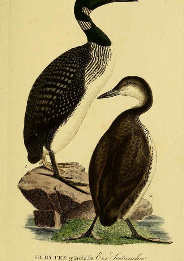 Reproducción/Reproduction 6059481742: Johann Andreas Naumann's ... Naturgeschichte der Vögel Deutschlands, nach einigen Erfahrungen entworfen. 13.T.Plates Leipzig :G. Fleischer,1820-1860