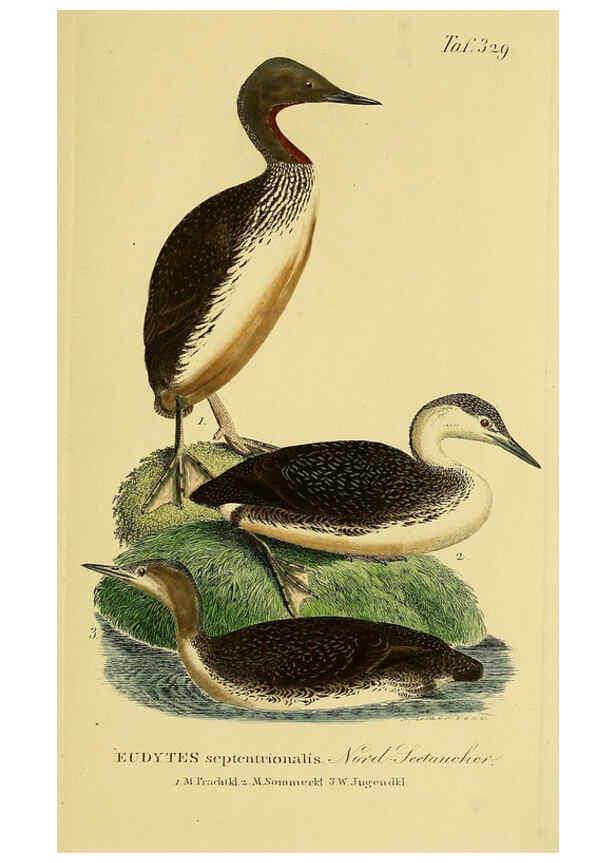 Reproducción/Reproduction 6059482506: Johann Andreas Naumann's ... Naturgeschichte der Vögel Deutschlands, nach einigen Erfahrungen entworfen. 13.T.Plates Leipzig :G. Fleischer,1820-1860