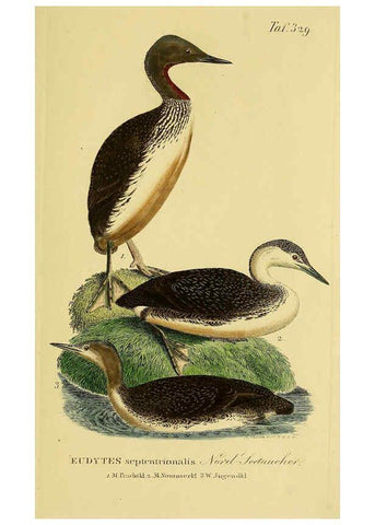 Reproducción/Reproduction 6059482506: Johann Andreas Naumann's ... Naturgeschichte der Vögel Deutschlands, nach einigen Erfahrungen entworfen. 13.T.Plates Leipzig :G. Fleischer,1820-1860