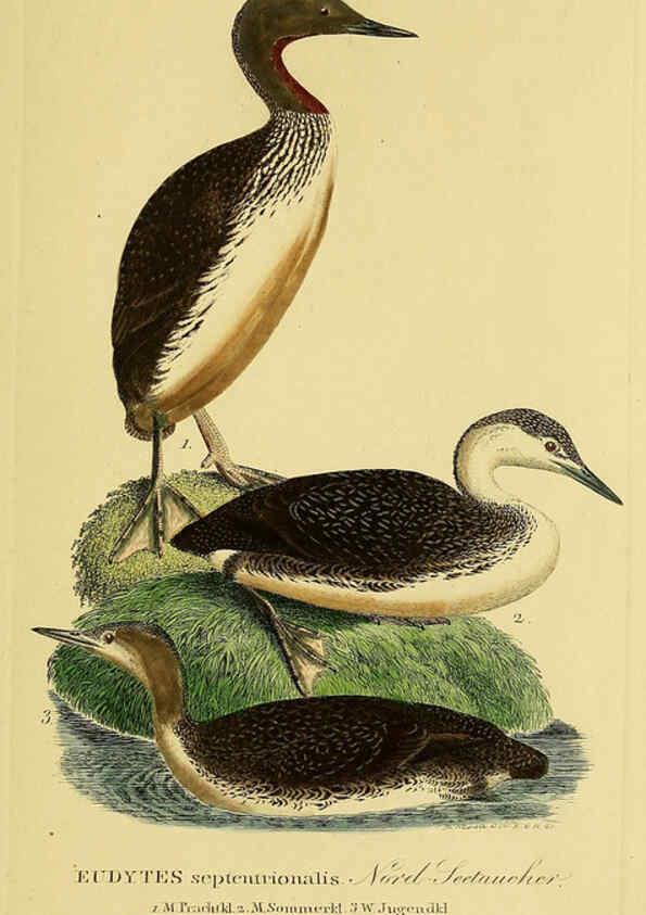 Reproducción/Reproduction 6059482506: Johann Andreas Naumann's ... Naturgeschichte der Vögel Deutschlands, nach einigen Erfahrungen entworfen. 13.T.Plates Leipzig :G. Fleischer,1820-1860