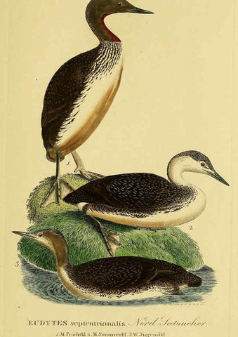 Reproducción/Reproduction 6059482506: Johann Andreas Naumann's ... Naturgeschichte der Vögel Deutschlands, nach einigen Erfahrungen entworfen. 13.T.Plates Leipzig :G. Fleischer,1820-1860