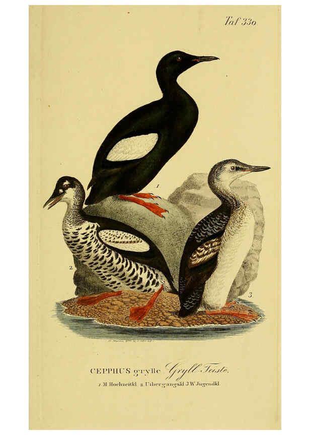 Reproducción/Reproduction 6058935377: Johann Andreas Naumann's ... Naturgeschichte der Vögel Deutschlands, nach einigen Erfahrungen entworfen. 13.T.Plates Leipzig :G. Fleischer,1820-1860