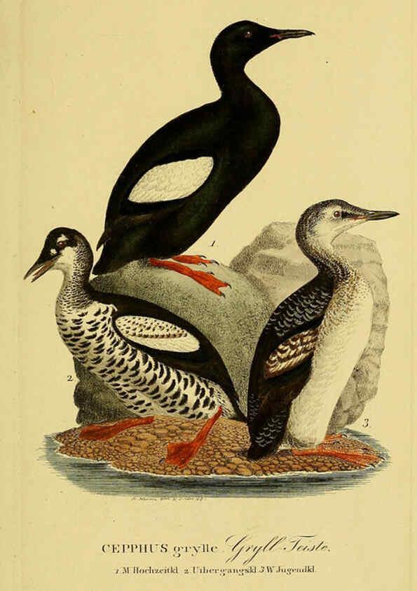 Reproducción/Reproduction 6058935377: Johann Andreas Naumann's ... Naturgeschichte der Vögel Deutschlands, nach einigen Erfahrungen entworfen. 13.T.Plates Leipzig :G. Fleischer,1820-1860