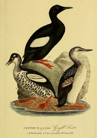 Reproducción/Reproduction 6058935377: Johann Andreas Naumann's ... Naturgeschichte der Vögel Deutschlands, nach einigen Erfahrungen entworfen. 13.T.Plates Leipzig :G. Fleischer,1820-1860