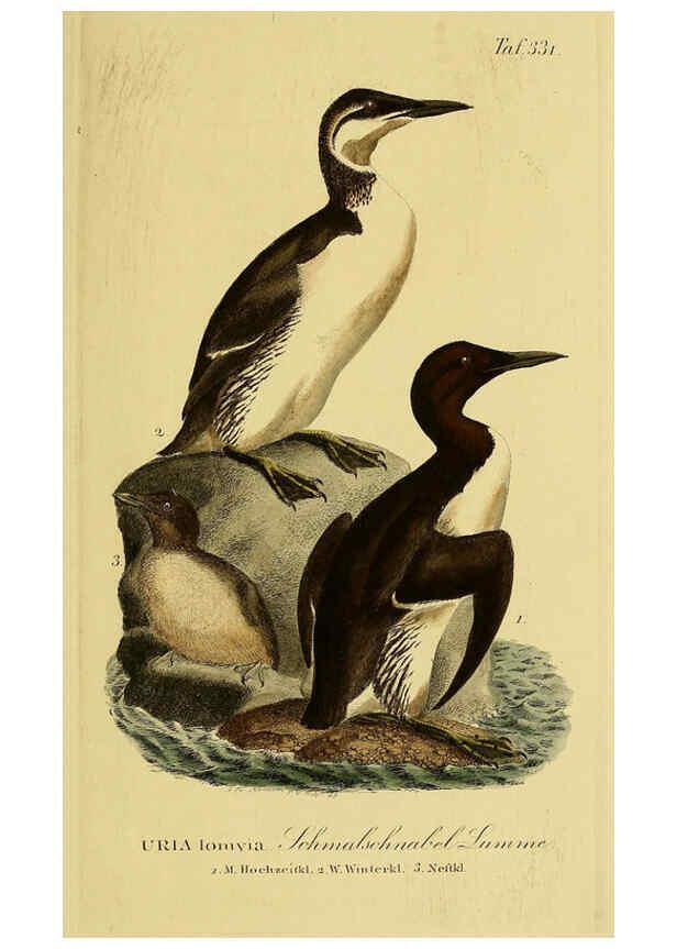 Reproducción/Reproduction 6058935867: Johann Andreas Naumann's ... Naturgeschichte der Vögel Deutschlands, nach einigen Erfahrungen entworfen. 13.T.Plates Leipzig :G. Fleischer,1820-1860