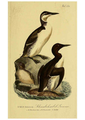 Reproducción/Reproduction 6058935867: Johann Andreas Naumann's ... Naturgeschichte der Vögel Deutschlands, nach einigen Erfahrungen entworfen. 13.T.Plates Leipzig :G. Fleischer,1820-1860