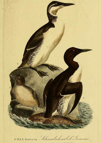 Reproducción/Reproduction 6058935867: Johann Andreas Naumann's ... Naturgeschichte der Vögel Deutschlands, nach einigen Erfahrungen entworfen. 13.T.Plates Leipzig :G. Fleischer,1820-1860