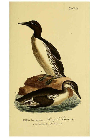 Reproducción/Reproduction 6059483766: Johann Andreas Naumann's ... Naturgeschichte der Vögel Deutschlands, nach einigen Erfahrungen entworfen. 13.T.Plates Leipzig :G. Fleischer,1820-1860
