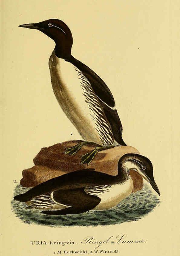 Reproducción/Reproduction 6059483766: Johann Andreas Naumann's ... Naturgeschichte der Vögel Deutschlands, nach einigen Erfahrungen entworfen. 13.T.Plates Leipzig :G. Fleischer,1820-1860