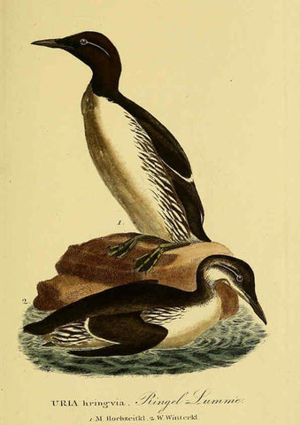 Reproducción/Reproduction 6059483766: Johann Andreas Naumann's ... Naturgeschichte der Vögel Deutschlands, nach einigen Erfahrungen entworfen. 13.T.Plates Leipzig :G. Fleischer,1820-1860