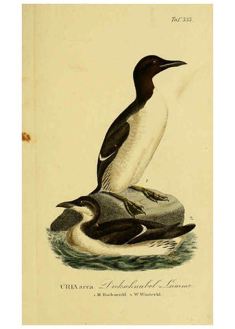 Reproducción/Reproduction 6058936519: Johann Andreas Naumann's ... Naturgeschichte der Vögel Deutschlands, nach einigen Erfahrungen entworfen. 13.T.Plates Leipzig :G. Fleischer,1820-1860
