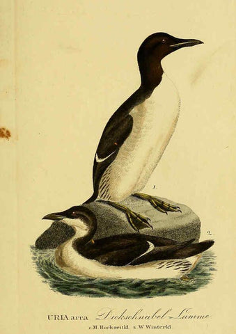 Reproducción/Reproduction 6058936519: Johann Andreas Naumann's ... Naturgeschichte der Vögel Deutschlands, nach einigen Erfahrungen entworfen. 13.T.Plates Leipzig :G. Fleischer,1820-1860