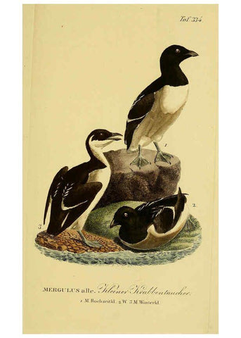 Reproducción/Reproduction 6058936873: Johann Andreas Naumann's ... Naturgeschichte der Vögel Deutschlands, nach einigen Erfahrungen entworfen. 13.T.Plates Leipzig :G. Fleischer,1820-1860