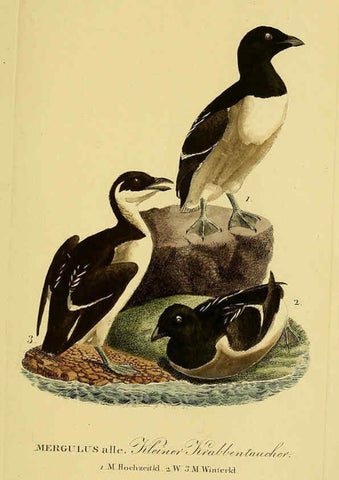 Reproducción/Reproduction 6058936873: Johann Andreas Naumann's ... Naturgeschichte der Vögel Deutschlands, nach einigen Erfahrungen entworfen. 13.T.Plates Leipzig :G. Fleischer,1820-1860