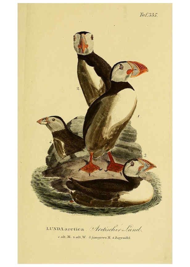Reproducción/Reproduction 6058937141: Johann Andreas Naumann's ... Naturgeschichte der Vögel Deutschlands, nach einigen Erfahrungen entworfen. 13.T.Plates Leipzig :G. Fleischer,1820-1860