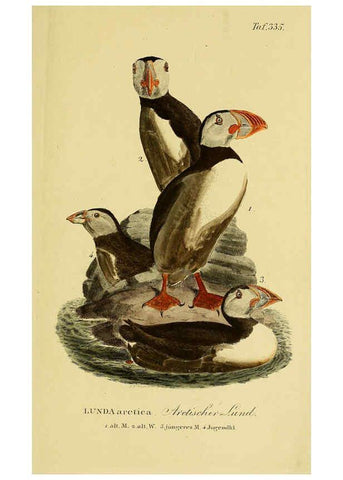 Reproducción/Reproduction 6058937141: Johann Andreas Naumann's ... Naturgeschichte der Vögel Deutschlands, nach einigen Erfahrungen entworfen. 13.T.Plates Leipzig :G. Fleischer,1820-1860