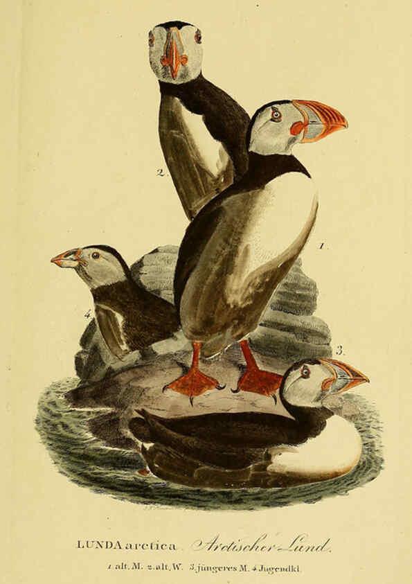 Reproducción/Reproduction 6058937141: Johann Andreas Naumann's ... Naturgeschichte der Vögel Deutschlands, nach einigen Erfahrungen entworfen. 13.T.Plates Leipzig :G. Fleischer,1820-1860
