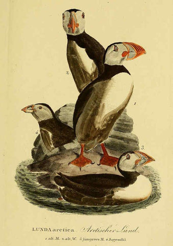 Reproducción/Reproduction 6058937141: Johann Andreas Naumann's ... Naturgeschichte der Vögel Deutschlands, nach einigen Erfahrungen entworfen. 13.T.Plates Leipzig :G. Fleischer,1820-1860