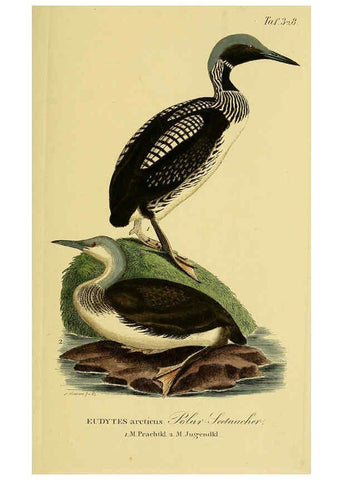 Reproducción/Reproduction 6058934551: Johann Andreas Naumann's ... Naturgeschichte der Vögel Deutschlands, nach einigen Erfahrungen entworfen. 13.T.Plates Leipzig :G. Fleischer,1820-1860