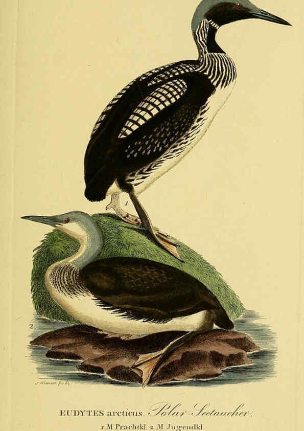 Reproducción/Reproduction 6058934551: Johann Andreas Naumann's ... Naturgeschichte der Vögel Deutschlands, nach einigen Erfahrungen entworfen. 13.T.Plates Leipzig :G. Fleischer,1820-1860