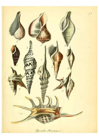 Reproducción/Reproduction 6029089658: Conchylienbuch, oder, Allgemeine und besondere Naturgeschichte der Muscheln und Schnecken Stuttgart :Verlag von Krais & Hoffmann,1855