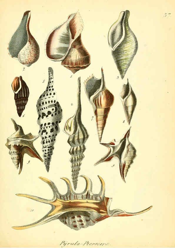 Reproducción/Reproduction 6029089658: Conchylienbuch, oder, Allgemeine und besondere Naturgeschichte der Muscheln und Schnecken Stuttgart :Verlag von Krais & Hoffmann,1855