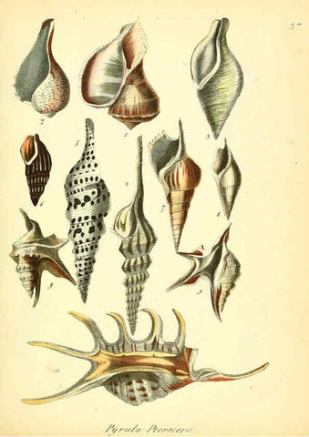 Reproducción/Reproduction 6029089658: Conchylienbuch, oder, Allgemeine und besondere Naturgeschichte der Muscheln und Schnecken Stuttgart :Verlag von Krais & Hoffmann,1855