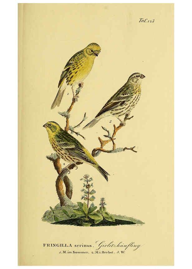 Reproducción/Reproduction 6058864965: Johann Andreas Naumann's ... Naturgeschichte der Vögel Deutschlands, nach einigen Erfahrungen entworfen. 13.T.Plates Leipzig :G. Fleischer,1820-1860